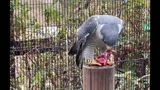 ハヤブサ20230226牛肉 サカエ屋/A falcon eats beef donated by Sakaeya.