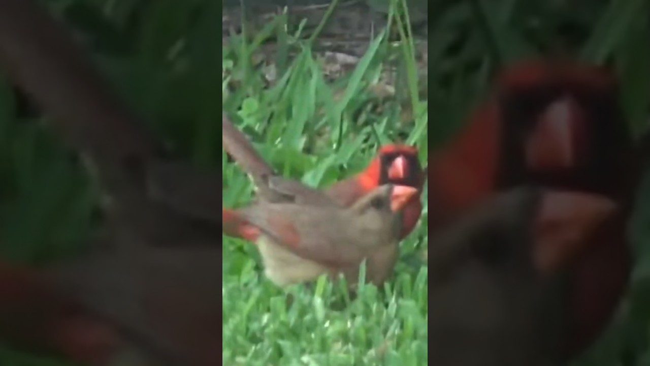 A must-see! Red Cardinal mating dance 