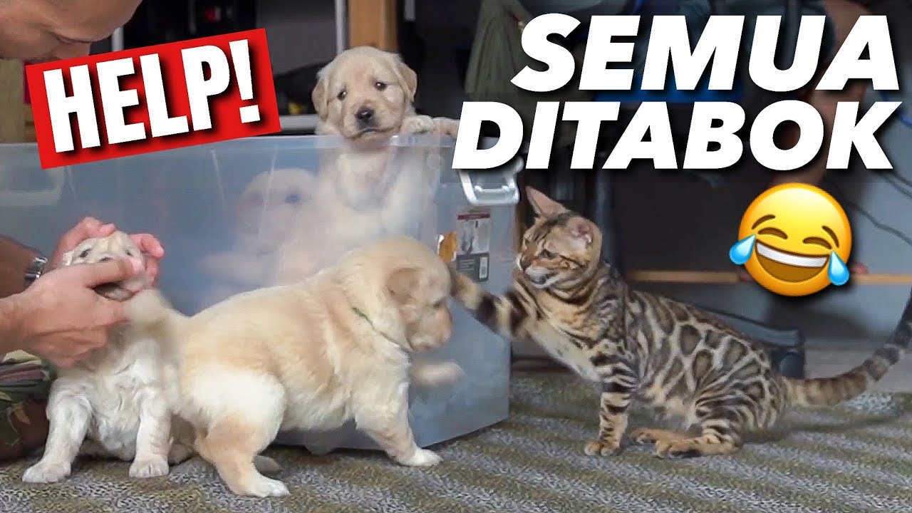 Kiara Ketemu Anak Anak Gembwot Reaksi Kucing Ketemu Anak Anjing