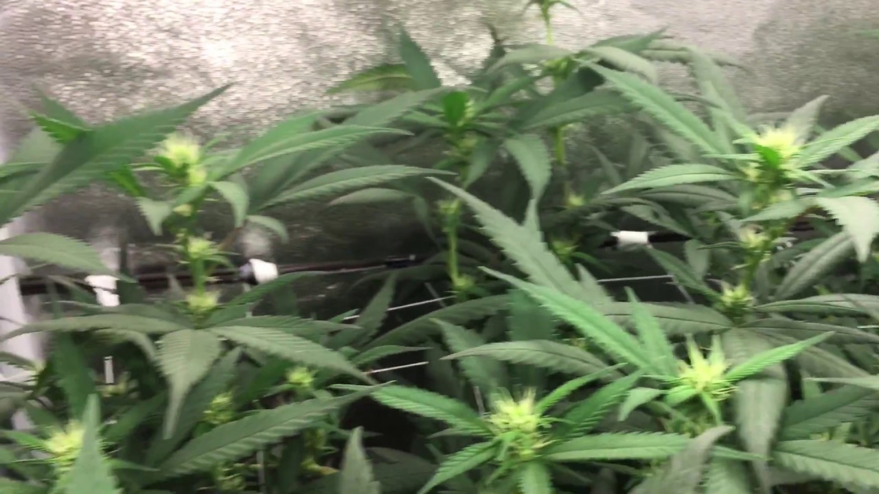 LED Closet Grow Week 2 Flowering