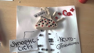 Bio 201 modeling project