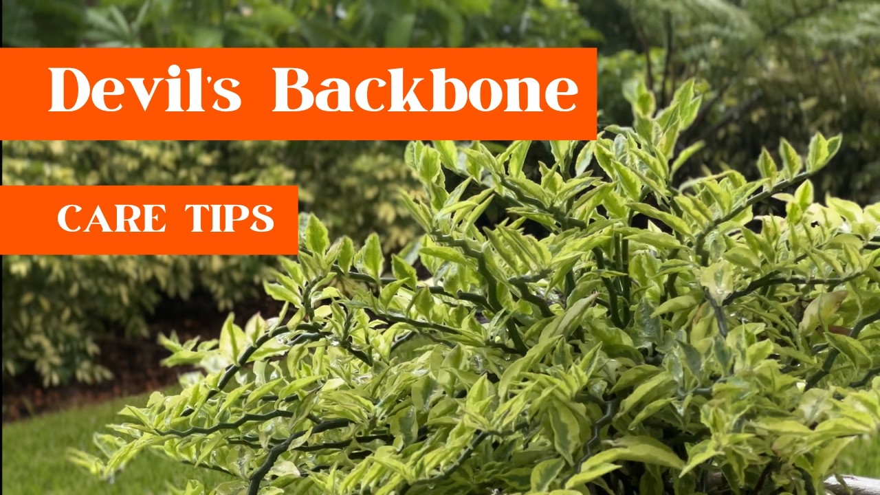 The Ultimate Guide to Growing Devil's Backbone: Tips & Tricks