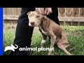 Skeletal Dog Is Rescued By A Police Officer | Pit Bulls & Parolees