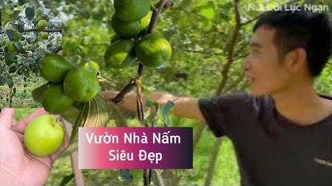 THĂM VƯỜN TÁO SIÊU ĐẸP CHỦ KÊNH VƯỜN NHÀ NẤM I NÚI ĐỒI LỤC NGẠN
