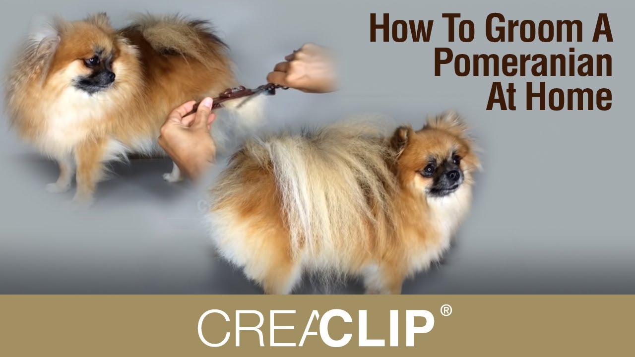 pomeranian show cut