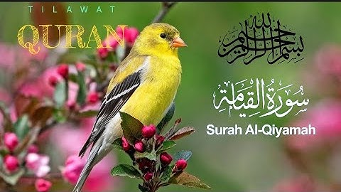 Surat Al-Qiyamah 💛(The Resurrection)|مشاري بن راشد I Alafasy Rashid Misharyاسورة القيامةالعفاسى