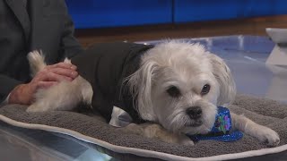 Kaxan's tips for making New Year's Eve less scary for your pets