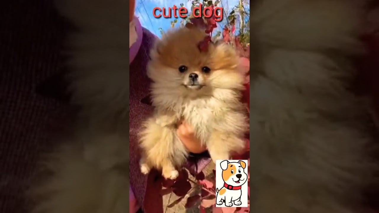 cute pet 