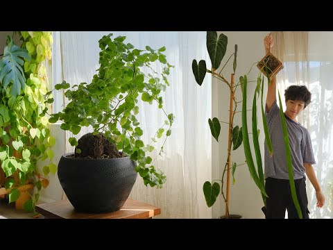 Video: Unikátní odrůdy pokojových rostlin: Přečtěte si o zajímavých pokojových rostlinách k pěstování