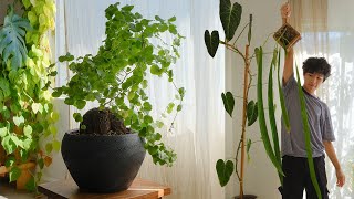 Unique Houseplants for any Collection | favorite plants August 2022