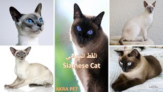 الحلقة السابعة  سلالات القطط المنزلية   القط السيامي (Siamese cat)