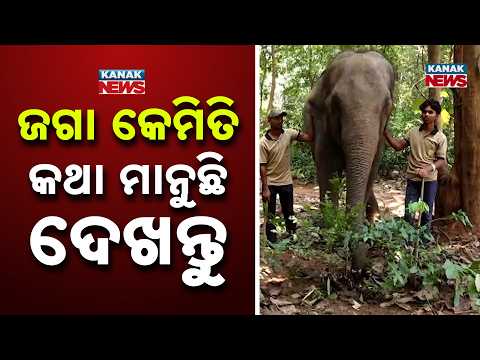 ଜଗା କେମିତି କଥା ମାନୁଛି ଦେଖନ୍ତୁ Jaga Elephant | Why Do Separated Elephants Struggle To Rejoin A Herd?