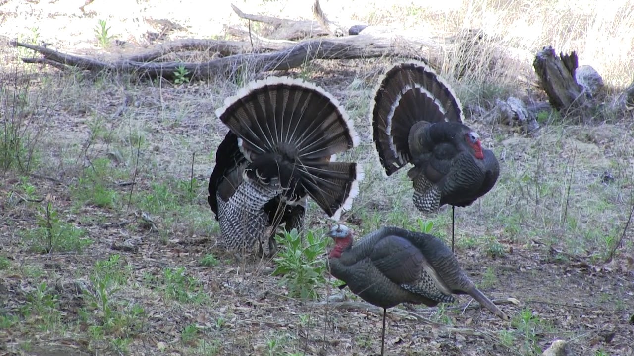 Goulds Turkey Hunting in Mexico with Jim Briggs and Jay Scott 
