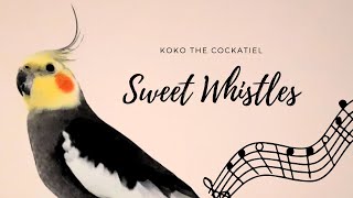 koko the cockatiel: Sweet Whistles