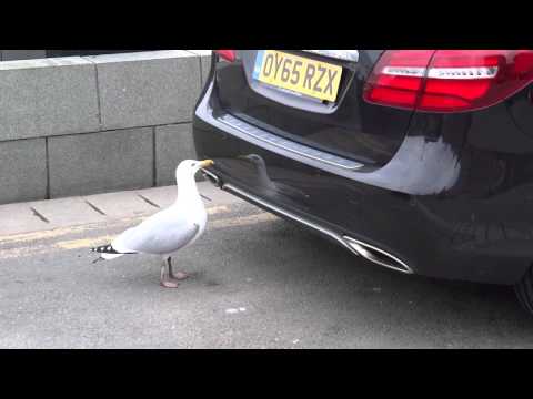 Victor the Crazy Seagull