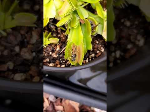 Vidéo: Dois-je replanter mon piège à mouches Vénus ?