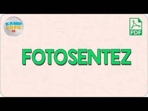 Video: Kromatografi fotosentez ile nasıl ilişkilidir?