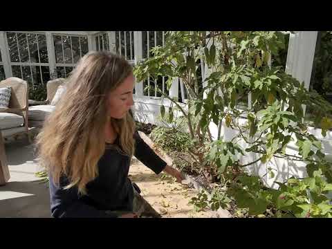 Video: Info Pupuk Brugmansia - Bagaimana Dan Kapan Memberi Makan Tanaman Brugmansia