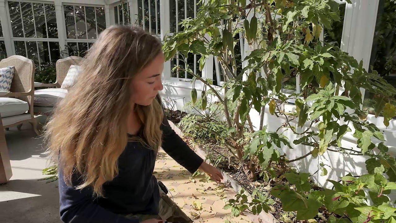 End of Summer Pruning of Brugmansia - Burncoose Nurseries - YouTube