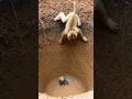 Monkey tries to save tiny kitten from deep water pit 원숭이, 깊은 물구덩이에서 아기 고양이를 구하려다 サルが深い水穴の子猫を救おうとする