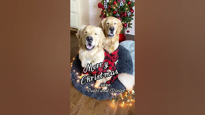 Merry Christmas from Pearl & Violet #christmasmorning #merrychristmas #dogshorts #goldenretrievers