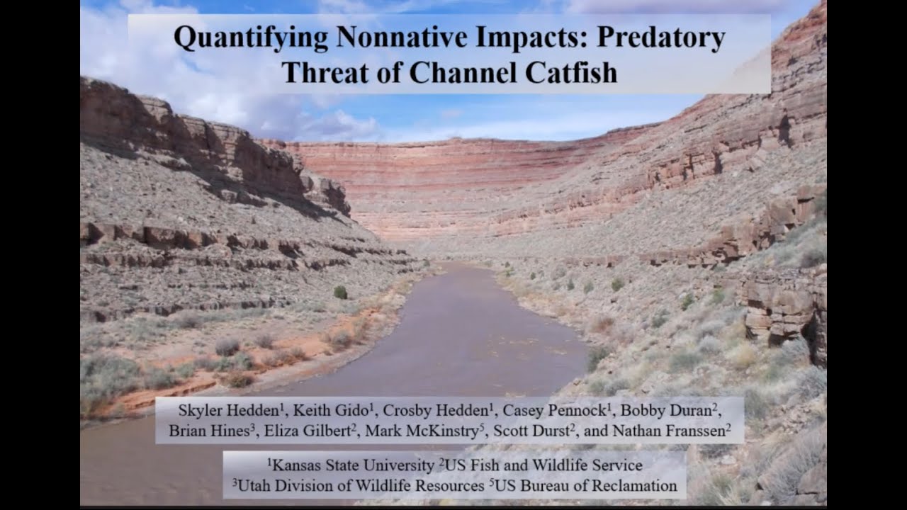 Hedden- Quantifying nonnative impacts: incidence and consumption of native fishes by Channel Catfish