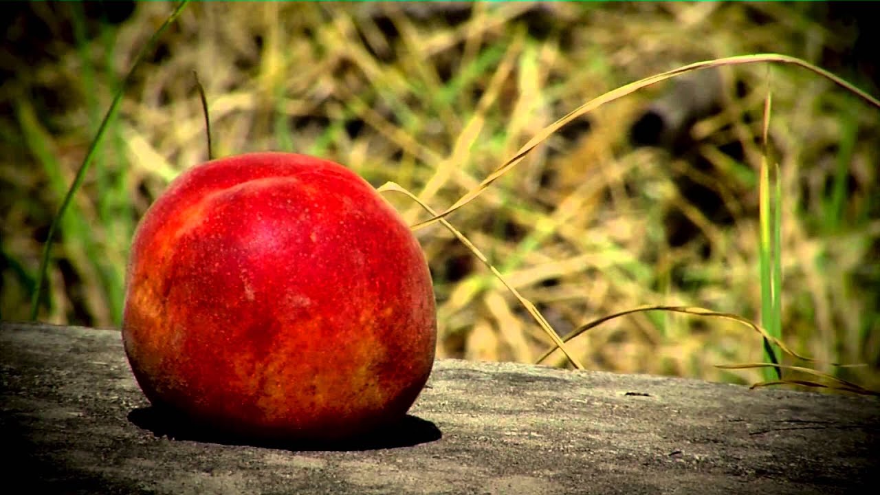 Cómo Cultivar Duraznos - TvAgro por Juan Gonzalo Angel