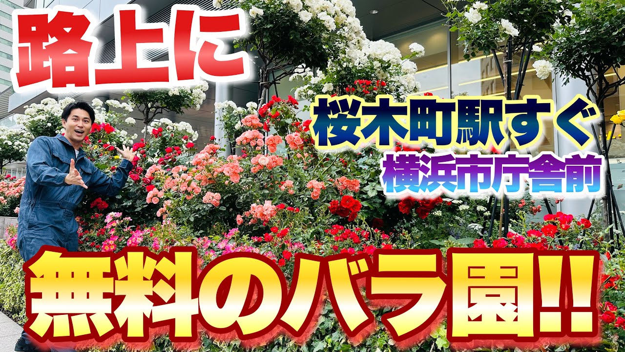 【路上に無料のバラ園！】今、桜木町駅すぐの横浜市庁舎前がスゴい！！【ガーデニング】【ばら】【薔薇】【はなみるスポット横浜】