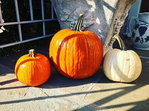 How to Protect Your Pumpkins from Squirrels and Other Animals