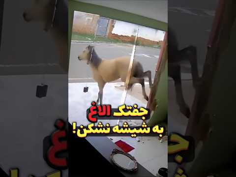 جفتک اسب شیشه نشکن