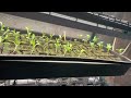 Barrina T5 Grow Lights,  LED Grow Light Strip for Greenhouse, Plant Grow Shelf, Plug and Play Easy I