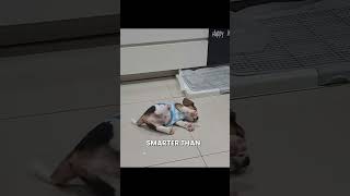 Pocket Beagle: Ghar ke liye perfect guard dog? 🏠🐕