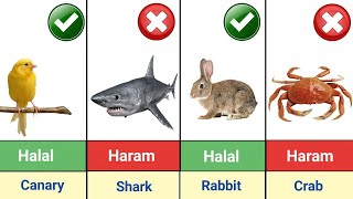 Halal and Haram Animal Meat in Islam | Hanafi Madhab (Part 2)