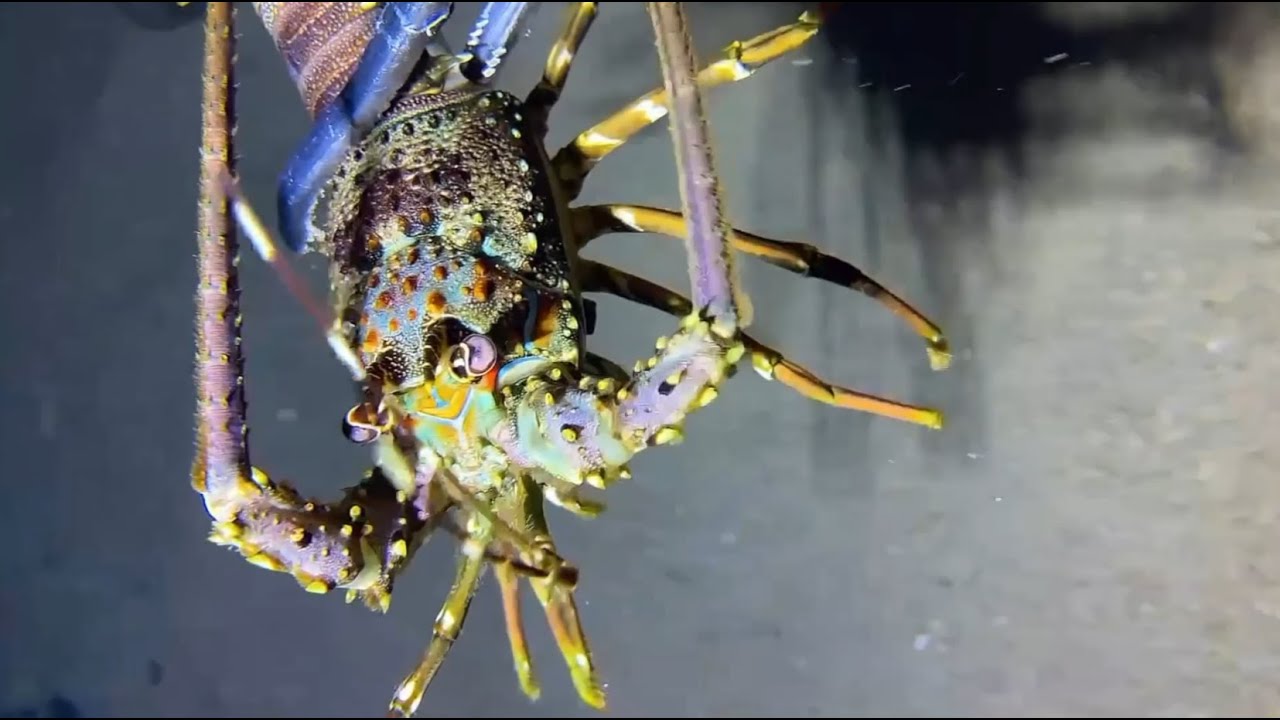 Seafloor Hunting Diary: A Feast of Catching Various Marine Creatures