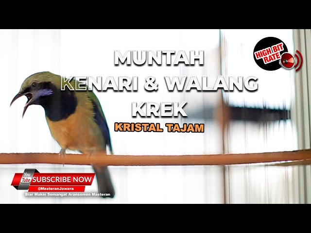 🔴 Cucak Cungkok Gacor Isian Kenari u0026 Walang Krek MASTERAN BURUNG KRISTAL DAN KASAR class=