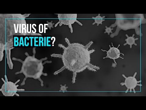 Wat is het verschil tussen een virus en een bacterie?