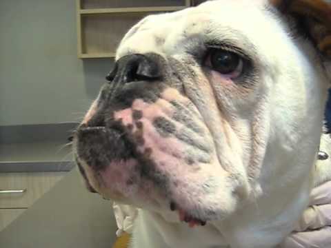 elongated palate in pugs rupert 2 week post op elongated soft palate repair dr elongated palate in pugs rupert 2 week post op elongated soft palate repair dr