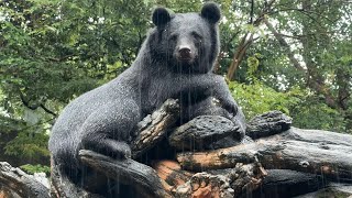 雨に打たれるツキノワグマさん【‎2025年‎9月5日】【上野動物園】 - YouTube