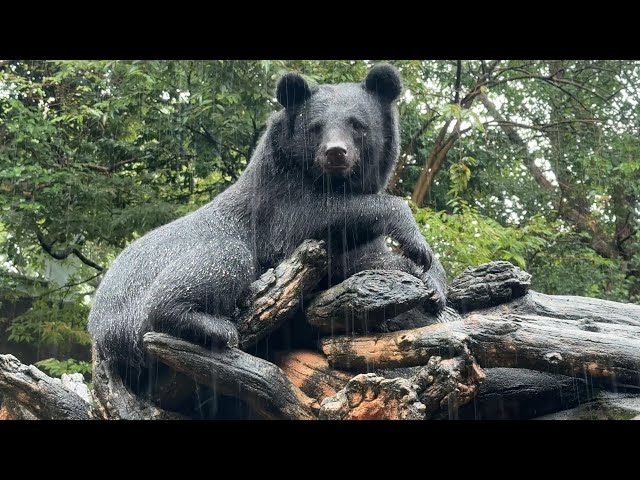 雨に打たれるツキノワグマさん【‎2025年‎9月5日】【上野動物園】 - YouTube