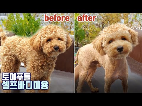 토이푸들셀프미용바디편[미용사도 거부한