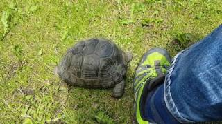 Our very aggressive territorial Greek free range tortoise Rocky