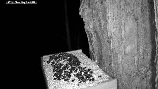 🔴 24/7 Wildlife Feeder Live | Birds, Deer &amp; Flying Squirrels | Nicolet National Forest, Wisconsin