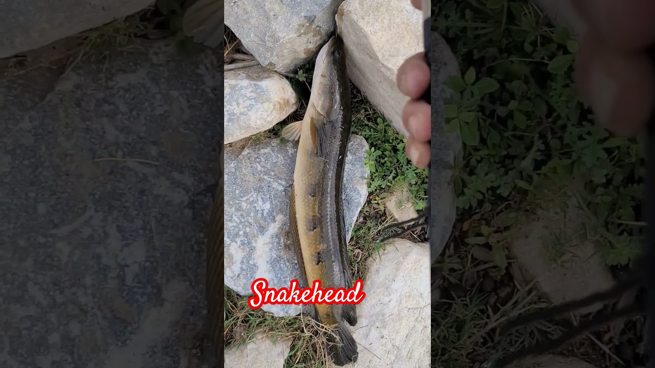 snakehead murel fish hinting 