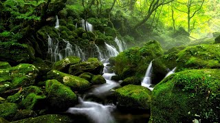 Soft Healing Music for Health and Calming of the Nervous System, Deep Relaxation screenshot 5