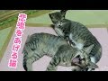 首を噛まれて悲鳴をあげる子猫