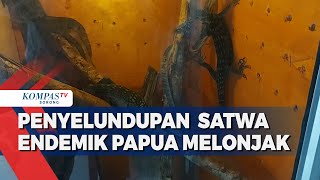 Smuggling of Hundreds of Endemic Papuan Animals Continues to Soar Every Month