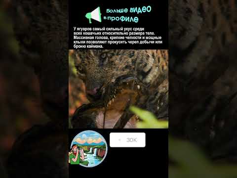 Ягуар охоты за кайманом часть 2 #nationalgeographic #top #snake #animals #sad