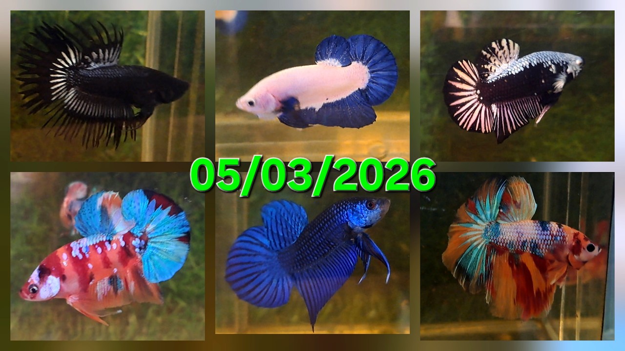 05/03/2026, BETTA GIÁ RẺ: HALFMOON, DUMBO, SAMURAI , NEMO, HOANG DÃ, MARBLE DOT, RED FCCP, RED FANCY
