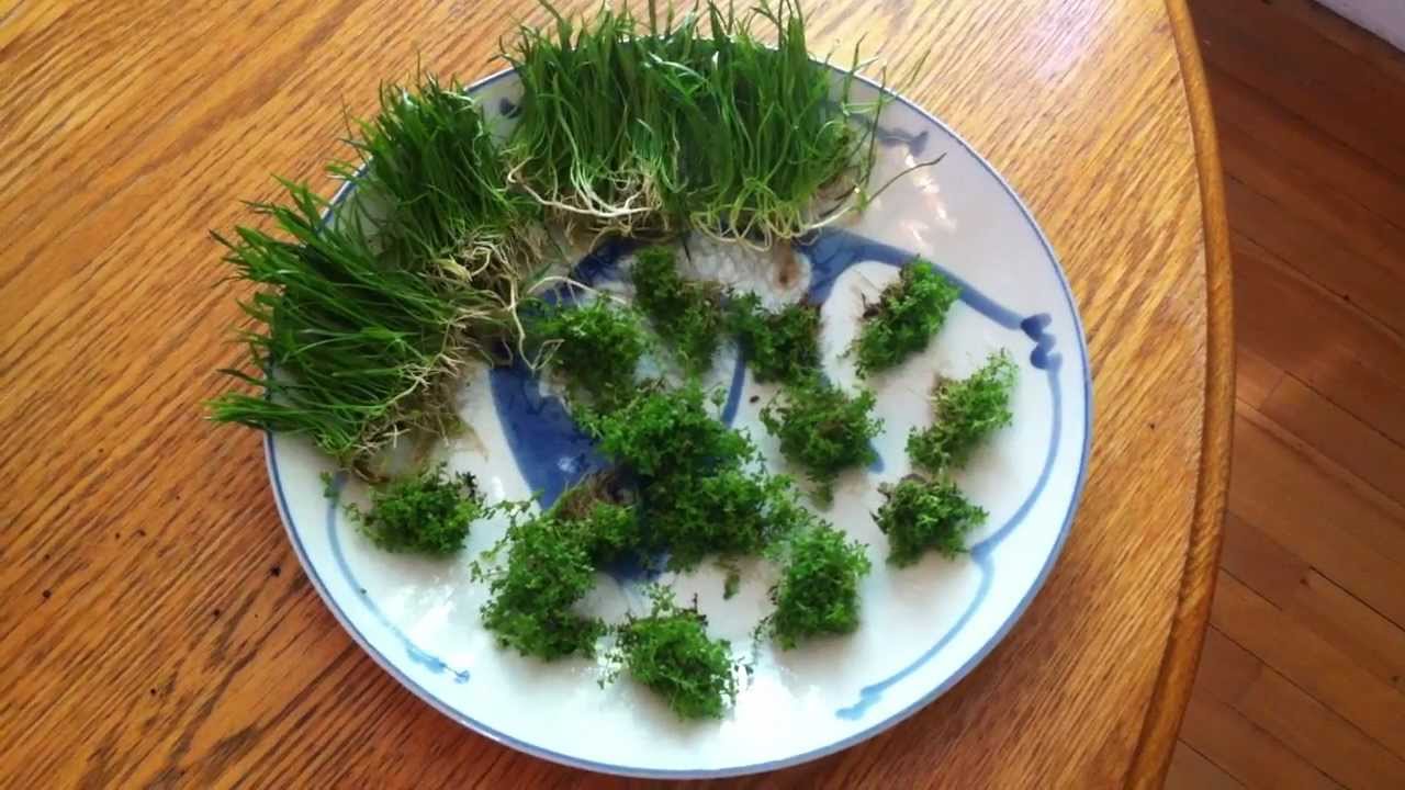 New 10g Setup Process (#3 - Plant Prep)