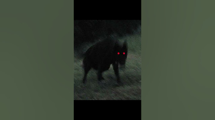 Nahual o perro ?